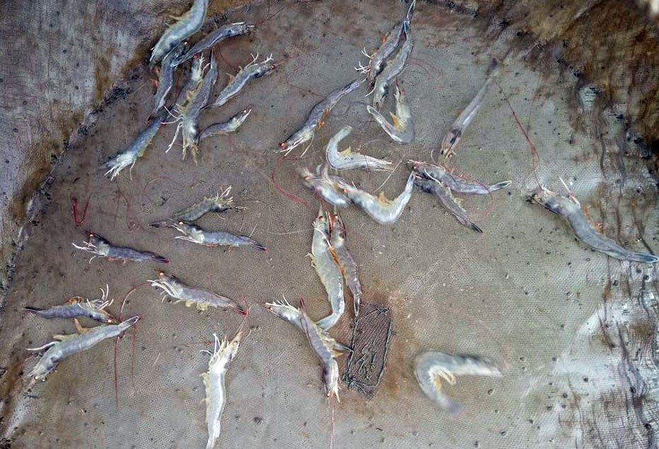 NGUYÊN NHÂN TÔM CHẾT HÀNG LOẠT