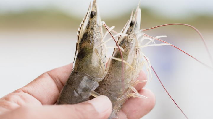 Kỹ Thuật Nuôi Tôm Nước Ngọt